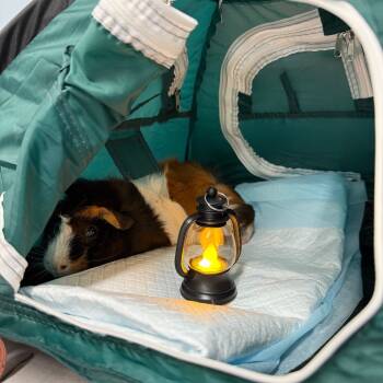 Rescue Guinea Pig Guinea Pigs for Adoption in Las Vegas, Nevada - Neo | PetCurious